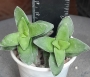 Красула (Crassula Springtime)