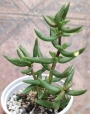 Красула (Crassula tetragona)