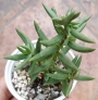 Красула (Crassula tetragona)