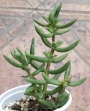 Красула (Crassula tetragona)