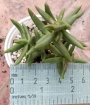 Красула (Crassula tetragona)