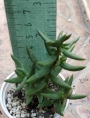 Красула (Crassula tetragona)