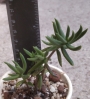 Красула (Crassula tetragona)
