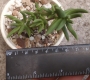 Красула (Crassula tetragona)