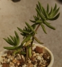 Красула (Crassula tetragona)