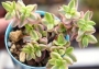 Красула (Crassula volkensii variegated ヴォルケルシー錦)