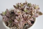 Красула (Crassula volkensii variegated ヴォルケルシー錦)