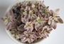 Красула (Crassula volkensii variegated ヴォルケルシー錦)