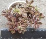 Красула (Crassula volkensii variegated ヴォルケルシー錦)