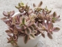 Красула (Crassula volkensii variegated ヴォルケルシー錦)