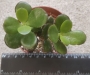 Красула, дървото на живота (Crassula ovata)