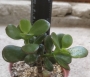 Красула, дървото на живота (Crassula ovata)