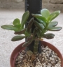 Красула, дървото на живота (Crassula ovata)