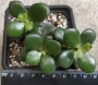 Красула, дървото на живота (Crassula ovata)