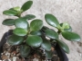 Красула, дървото на живота (Crassula ovata)