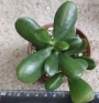 Красула, дървото на живота (Crassula ovata)