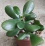 Красула, дървото на живота (Crassula ovata)