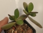 Красула, дървото на живота (Crassula ovata)
