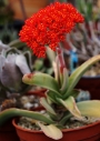 Красула фалката (Crassula falcata)