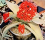 Красула фалката (Crassula falcata)
