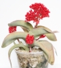 Красула фалката (Crassula falcata)