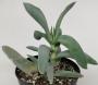Красула фалката (Crassula falcata)
