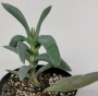 Красула фалката (Crassula falcata)