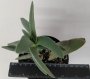 Красула фалката (Crassula falcata)