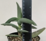 Красула фалката (Crassula falcata)