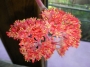 Красула фалката (Crassula falcata)