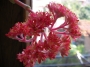 Красула фалката (Crassula falcata)