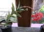 Красула фалката (Crassula falcata)