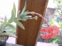Красула фалката (Crassula falcata)