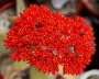 Красула фалката (Crassula falcata)