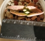 Красула фалката (Crassula falcata)