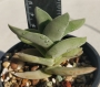 Красула фалката (Crassula falcata)