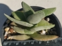 Красула фалката (Crassula falcata)