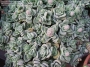 Красула коралита (Crassula coralita)