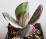 Красула овата вариегата (Crassula ovata variegata)