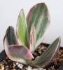 Красула овата вариегата (Crassula ovata variegata)