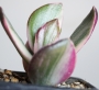 Красула овата вариегата (Crassula ovata variegata)