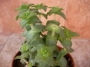 Красула перфората (Crassula perforata)