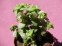 Красула перфората (Crassula perforata)