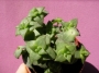Красула перфората (Crassula perforata)