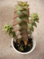 Красула перфората (Crassula perforata)