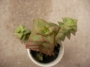 Красула перфората (Crassula perforata)