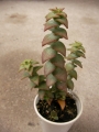 Красула перфората (Crassula perforata)