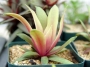 Красула, розетъчна красула (Crassula rosularis)