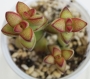 Красула, Скален нефрит (Crassula Rupestris Tom Thumb)