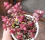 Красула, Скален нефрит (Crassula Rupestris Tom Thumb)